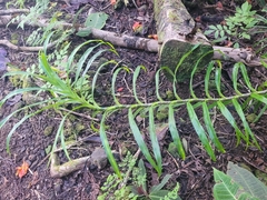 Dracaena angustifolia