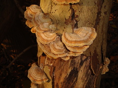 Trametes betulina