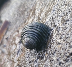 Nerita plicata