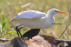 Bubulcus ibis coromandus