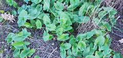 Arisarum vulgare