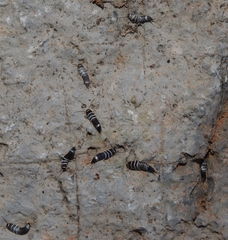 Lepisma baeticum