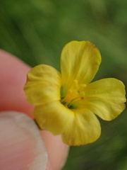 Linum thunbergii