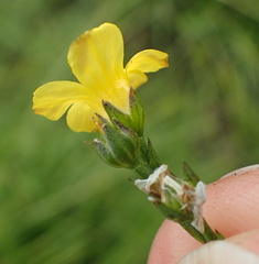 Linum thunbergii