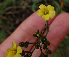Linum thunbergii
