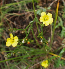 Linum thunbergii