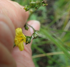 Linum thunbergii