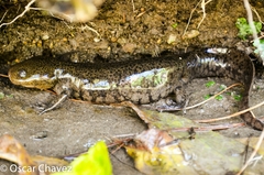 Mountain Stream Salamander photo 4