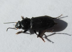 Anisodactylus binotatus