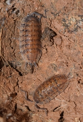 Porcellio violaceus