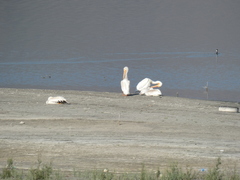 Pelecanus erythrorhynchos