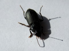 Anisodactylus binotatus