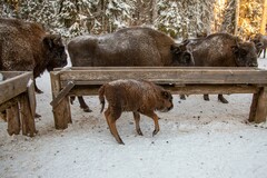 Bison bonasus