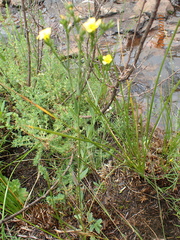 Linum thunbergii