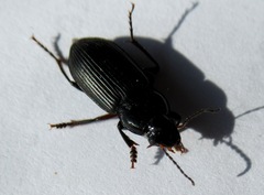 Anisodactylus binotatus