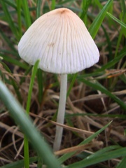 Conocybe apala