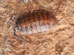 Porcellio violaceus
