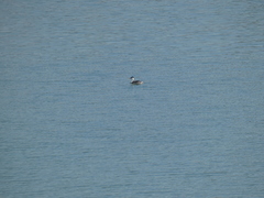 Aechmophorus clarkii