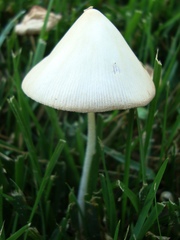 Conocybe apala