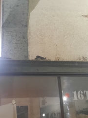 Columba livia domestica