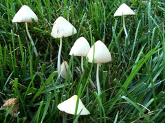 Conocybe apala