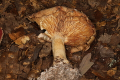 Leucopaxillus tricolor