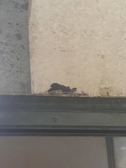 Columba livia domestica