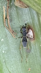 Phylloscyrtini