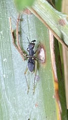 Phylloscyrtini