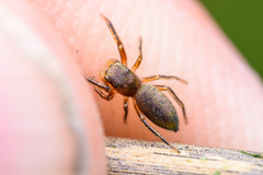 Tutelina