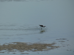 Recurvirostra americana