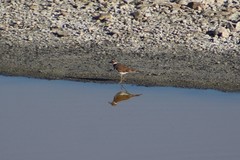 Charadrius vociferus