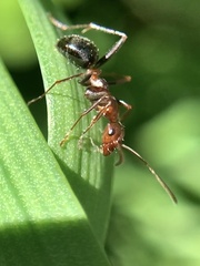 Formica pallidefulva