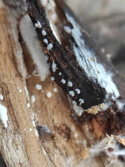 Physarales