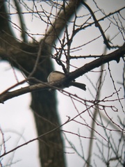 Poecile carolinensis