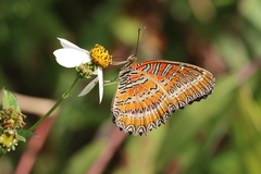 Cethosia biblis