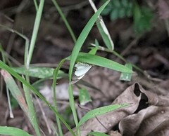 Nyctemera lacticinia