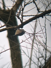 Poecile carolinensis