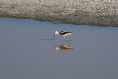 Recurvirostra americana