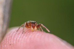 Tutelina