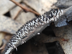 Diachea leucopodia