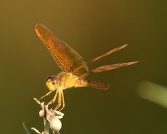 Perithemis intensa