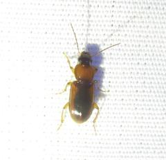 Stenolophus dissimilis