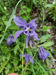 Aquilegia vulgaris