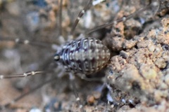 Cosmobunus granarius