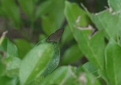 Jamides celeno aelianus