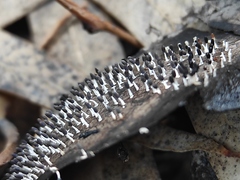 Diachea leucopodia
