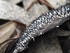 Diachea leucopodia
