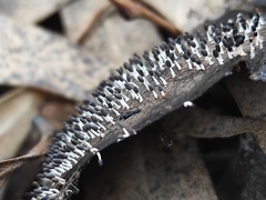 Diachea leucopodia
