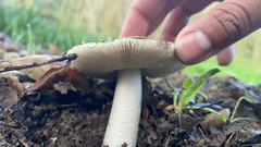 Amanita velosa
